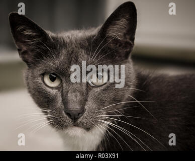 Sissy, un grigio, domestici a pelo corto gatto, gode di un pomeriggio al di fuori sul portico anteriore. Foto Stock