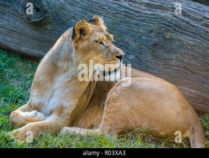 Una leonessa africana (Panthera Leo), guarda i visitatori al Memphis Zoo, 8 settembre 2015, a Memphis, Tennessee. Foto Stock