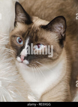 Twinkie, un due-anno-vecchio gatto siamese gatto, è raffigurato, Ottobre 30, 2015, in Coden, Alabama. Foto Stock