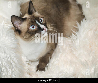 Twinkie, un due-anno-vecchio Simaese cat, è raffigurato su un tappeto di pelliccia, Ottobre 30, 2015, in Coden, Alabama. Foto Stock