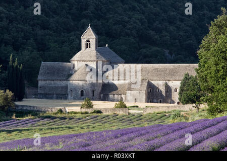 Abbazia di Senanque e campi di lavanda vicino a Gordes, Vaucluse Provence, Francia Foto Stock