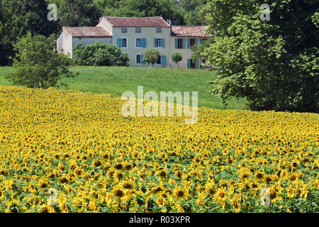 Coltivate il girasole (Helianthus annuus) seminativi vicino Valensole, Provenza, Francia Foto Stock