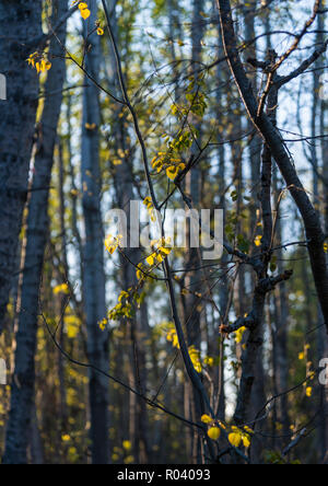 Molla di pallido tramonto luce filtra attraverso la sella di montagna del Parco Nazionale delle Foreste, illuminando i giovani foglie degli alberi. Foto Stock