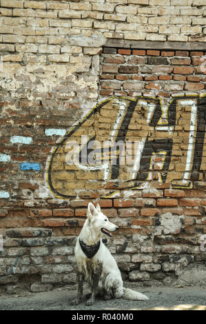 07/07/2018, Minatitlan, Sinaloa, Messico: un cane con una bandana si siede di fronte a un muro di frantumazione Foto Stock