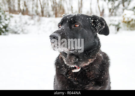 Il labrador nero cane coperte di neve durante il periodo invernale in una campagna. Foto Stock