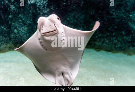 Ventre biancastro di Cownose ray (Rhinoptera bonasus) con la sua vasta testa ad ampia gamma di impostare gli occhi e set di piastre dentale. Cownose raggi hanno barb in corrispondenza della coda e Foto Stock