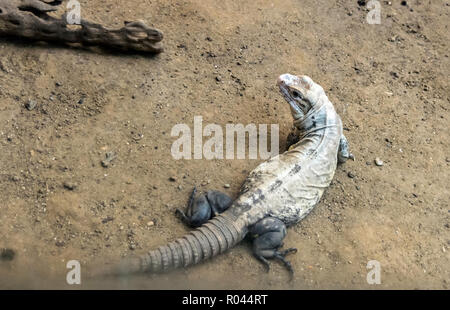 Utila (iguana Ctenosaura bakeri), noto anche come il panettiere spinytail iguana, swamper o wishiwilly del suampo, ripresa dall'alto. È criticamente enda Foto Stock