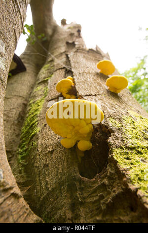 Pollo di boschi funghi, Laetiporus sulfurei, talvolta chiamato polypore zolfo, che cresce su un albero morto in boschi in New Forest. Hampshire Foto Stock