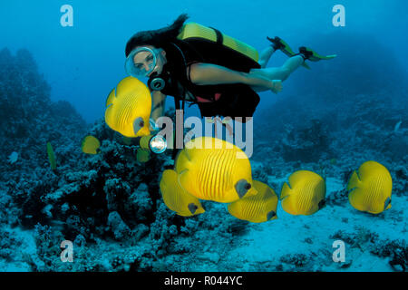 Subacqueo e mascherato (butterflyfishes Chaetodon semilarvatus), Marsa Alam, Egitto Foto Stock