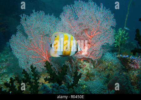 Arancio-nastrare coralfish (Coradion chrysozonus) a seafan Raja Ampat, Irian Jaya, Indonesia Foto Stock