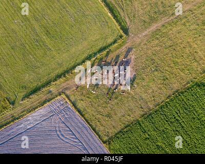 Vista dall'alto in basso di vacche in piedi sul pascolo. Il polacco del paesaggio rurale. Foto Stock