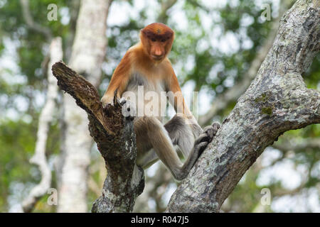 Un elemento a proboscide monkey sit in zona ombreggiata per evitare dal caldo sole presso la foresta di mangrovie in Sandakan Sabah Malaysia. Foto Stock