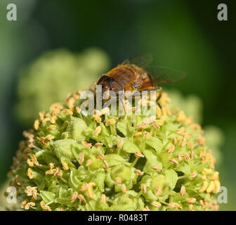 Close-up di alimentazione syrphid sui fiori di edera Foto Stock