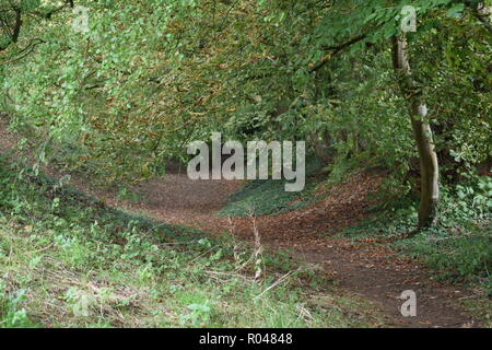 Bel sentiero nel bosco Foto Stock