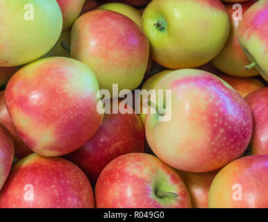 Mele fresche 'Kanzi" varietà coltivate nel paese di Mela Alto Adige, Italia settentrionale. Apple adatto per il succo di frutta, strudel, purea di mela, purea di frutta sciroppata. Foto Stock