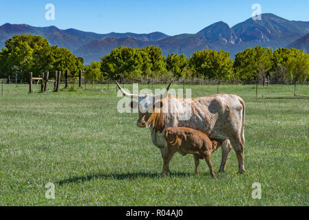 Longhorn mucca con vitello di alimentazione in verde pascolo con recinto, alberi e montagne su un luminoso giorno di sole Foto Stock