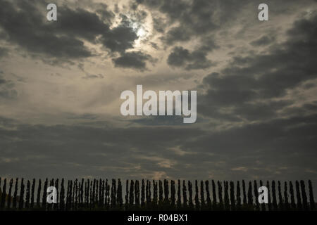 Plantation con linea sottile alti alberi di pioppo in silhouette contro il cielo drammatico Foto Stock