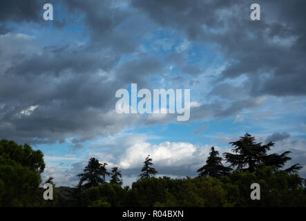 Silhouette di Tree Tops contro il cielo drammatico con sparse soffici nuvole Foto Stock