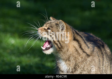 Close-up di Scottish gatto selvatico (Felis silvestris grampia) prigioniero con denti ululano nuda Foto Stock