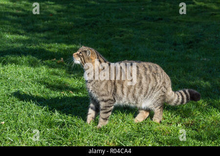 Scottish gatto selvatico (Felis silvestris grampia) captive Foto Stock