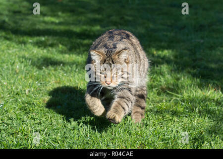 Scottish gatto selvatico (Felis silvestris grampia) captive in esecuzione Foto Stock