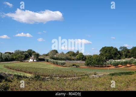 Tradizionale con tetto conico Trullo casa su una fattoria nella zona di Cisternino / Alberobello in Puglia, Italia meridionale. Foto Stock
