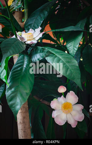 Gustavia gracillima, gustavia Bianco, Bianco fiore di loto a casa. Foto Stock