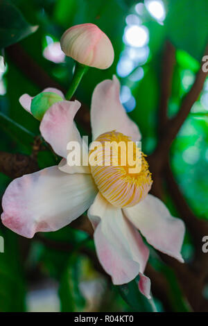Gustavia gracillima, gustavia Bianco, Bianco fiore di loto a casa. Foto Stock