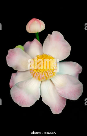 Gustavia gracillima, gustavia Bianco, Bianco fiore di loto a casa. Foto Stock