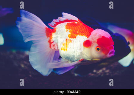 Goldfish in un armadio di vetro, uno dei più popolari è pet goldfish. Foto Stock