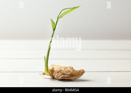 Asciugare lo zenzero (Zingiber officinale) root con il germoglio verde, sulle schede di bianco e lo sfondo. Foto Stock