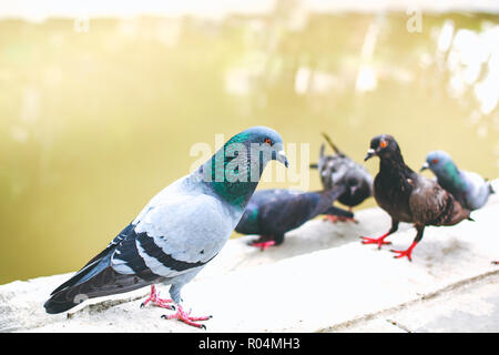 Pegions o colombe abitato la città, pegions è il simbolo della pace, della Thailandia. Foto Stock