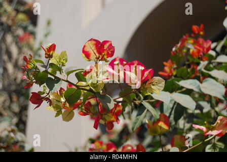 Natura sempre indossa i colori dello spirito Foto Stock