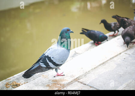 Pegions o colombe abitato la città, pegions è il simbolo della pace, della Thailandia. Foto Stock