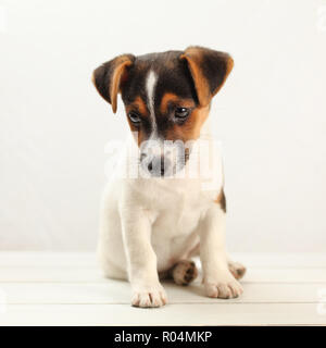 Due mesi di età Jack Russell Terrier cucciolo, sulle schede di bianco e lo sfondo. Foto Stock