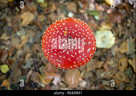 Rosso fungo tappato da sopra Foto Stock