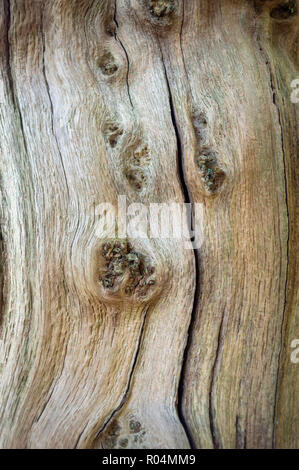 Bella textured tronco di un vecchio albero in una foresta Foto Stock