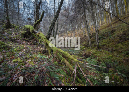 Foreste autunnali nei pressi di città Tarvie, area di Rogie cade, Highlands scozzesi. Foto Stock