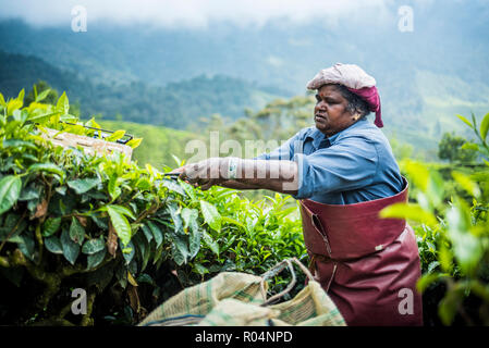 Raccoglitori di tè in una piantagione di tè nelle piantagioni vicino a Munnar in i Ghati Occidentali montagne, Kerala, India, Asia Foto Stock