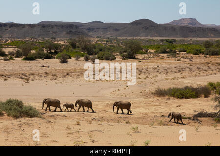 Elefanti del deserto della Namibia, o elefanti adattati del deserto, (Loxodonta Africana ), letto del fiume Haub, Damaraland, Namibia Africa Foto Stock