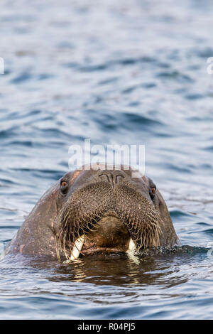 Atlantico maschio tricheco (Odobenus rosmarus rosmarus), testa dettaglio Russebuhkta, Edgeoya, Svalbard artico, Norvegia, Europa Foto Stock