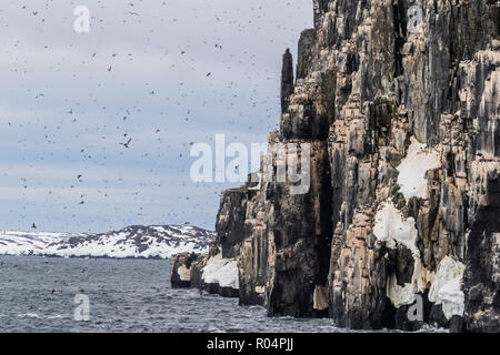 Brunnich's Guillemot (Uria lomvia) nidificazione di scogliere di Capo Fanshawe, Spitsbergen, Svalbard artico, Norvegia, Europa Foto Stock