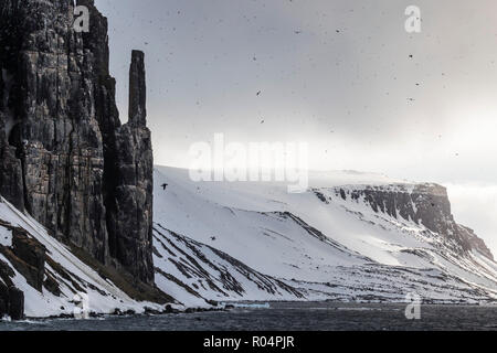 Brunnich's Guillemot (Uria lomvia), nesting scogliere di Capo Fanshawe, Spitsbergen, Svalbard artico, Norvegia, Europa Foto Stock