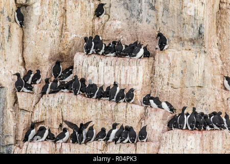 Brunnich's Guillemot (Uria lomvia), nesting scogliere di Capo Fanshawe, Spitsbergen, Svalbard artico, Norvegia, Europa Foto Stock