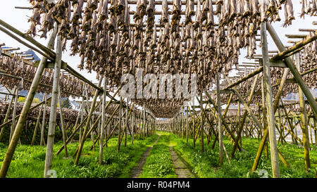 Split cod. pesci di essiccazione al sole su scaffalature di legno nella città di Reine, Isole Lofoten artico, Norvegia, Scandinavia, Europa Foto Stock