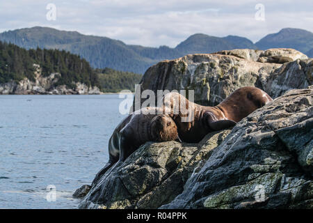 Adulto bull Steller leoni di mare (Eumetopias jubatus), simulazione di combattimento, Inian isole, Alaska, Stati Uniti d'America, America del Nord Foto Stock