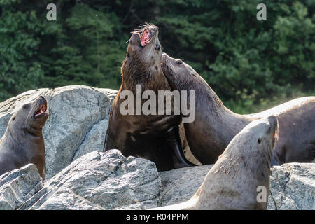 Adulto bull Steller leoni di mare (Eumetopias jubatus), simulazione di combattimento, Inian isole, Alaska, Stati Uniti d'America, America del Nord Foto Stock