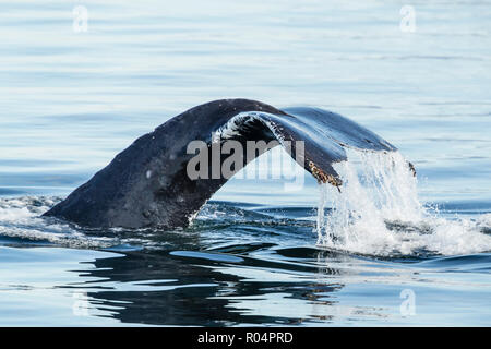 Adulto Humpback Whale (Megaptera novaeangliae), passera nera fino a immergersi in Stefano, passaggio a sud-est di Alaska, Stati Uniti d'America, America del Nord Foto Stock