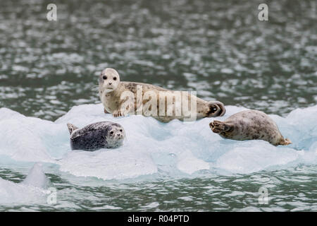 Le guarnizioni di tenuta del porto (Phoca vitulina), su ghiaccio nella parte anteriore del ghiacciaio Dawes, Braccio Endicott, a sud-est di Alaska, Stati Uniti d'America, America del Nord Foto Stock