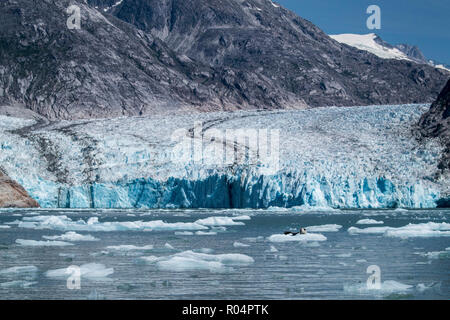 Le guarnizioni di tenuta del porto (Phoca vitulina) su ghiaccio nella parte anteriore del ghiacciaio Dawes, Braccio Endicott, a sud-est di Alaska, Stati Uniti d'America, America del Nord Foto Stock